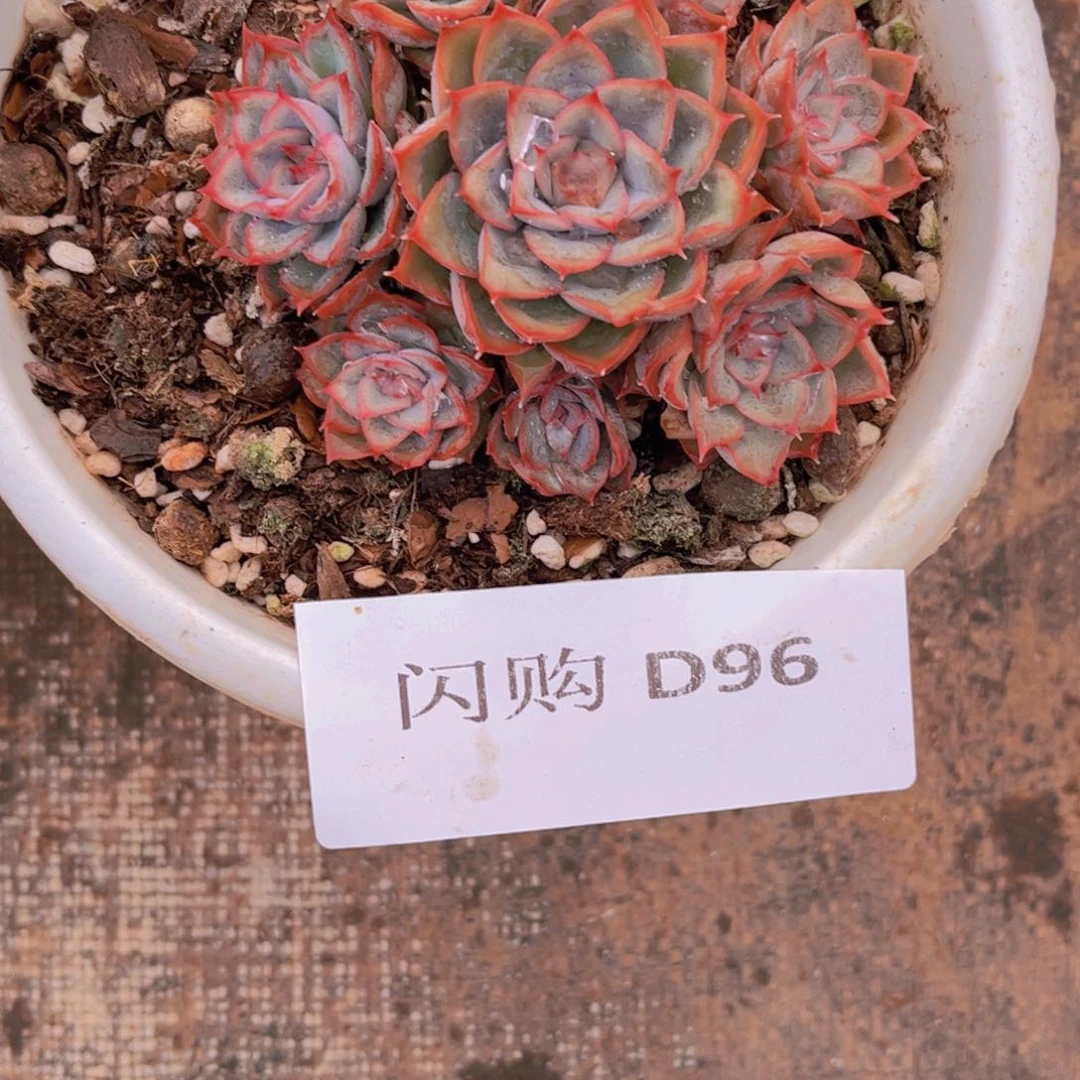 子****?猎户座Ｄ９６号一颗