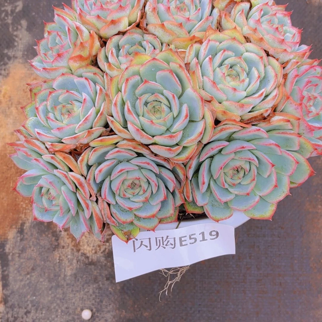 侧影519号一物一拍