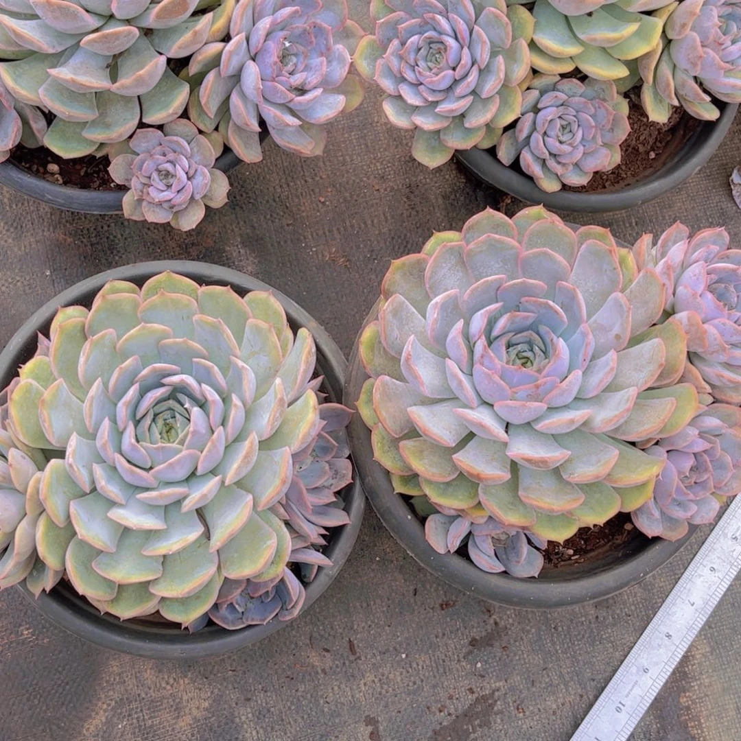 菲欧娜单头带仔一颗16.8