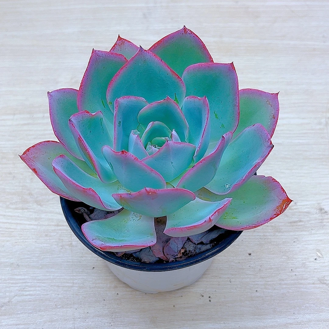 蓝光 多肉植物 满19.9包邮