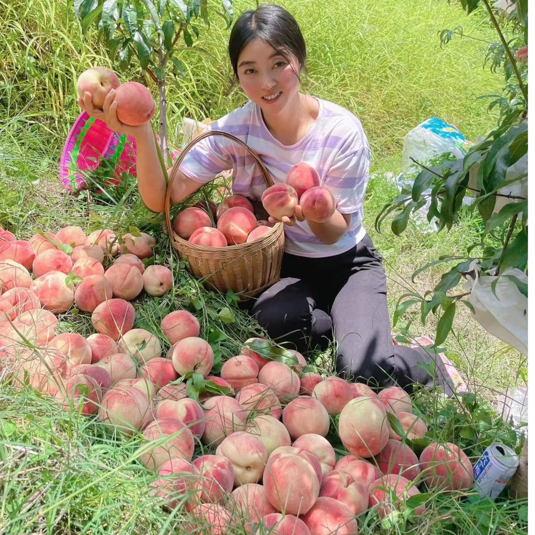 8月份成熟秋彤品种脆桃离核桃嫁接苗糖度16~18°
