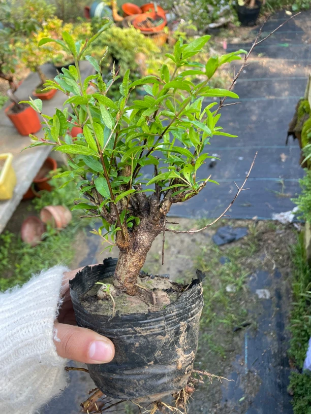 盆景、盆景素材，直播间一物一拍