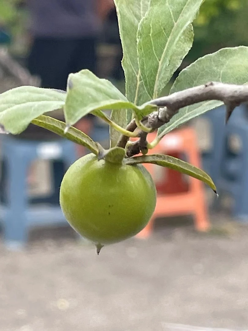 精品盆景盆景素材