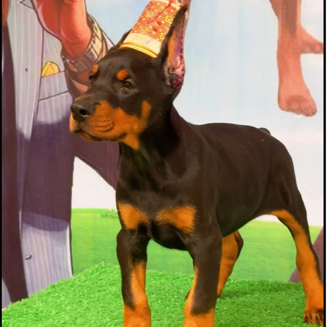 宠物摄影定制相册照片（定金）拍之前联系主播