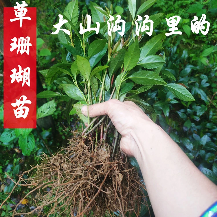 草珊瑚苗室内绿植家里宿舍新房四季常青观音九节茶金栗兰新鲜发货