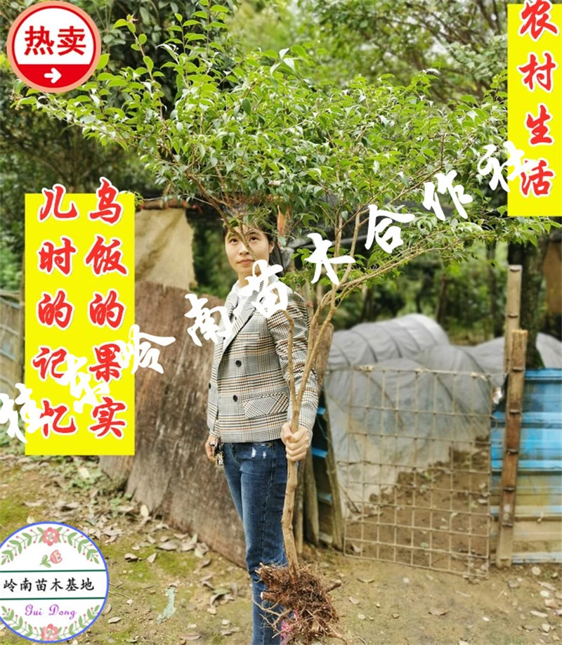 深山大叶乌饭树小叶乌饭树叶常绿结果庭院盆栽南烛树桩童年也蓝莓