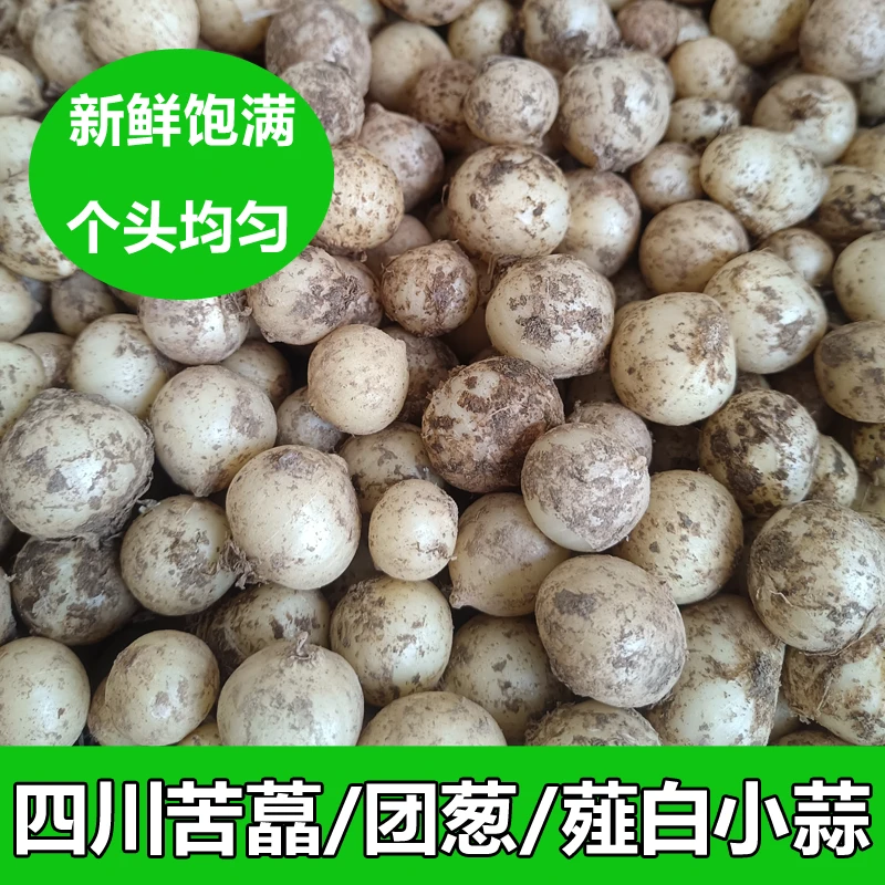 四川新鲜苦藠团葱薤白小蒜农家自种九母子葱野葱头胡葱小根蒜泡制