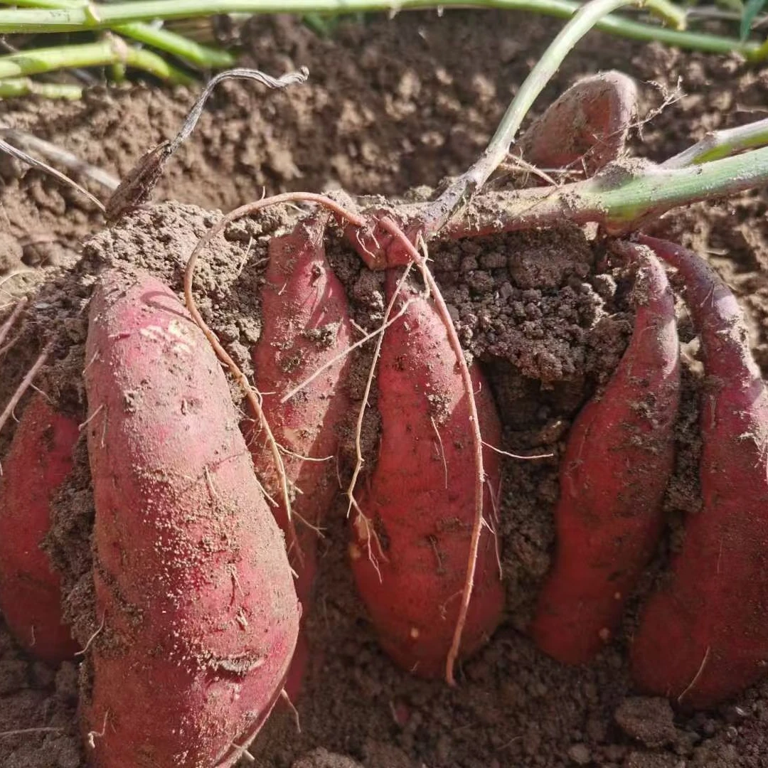 三棵树农场—西瓜红蜜薯，粉糯香甜，无筋无丝，蒸煮型净含量5斤