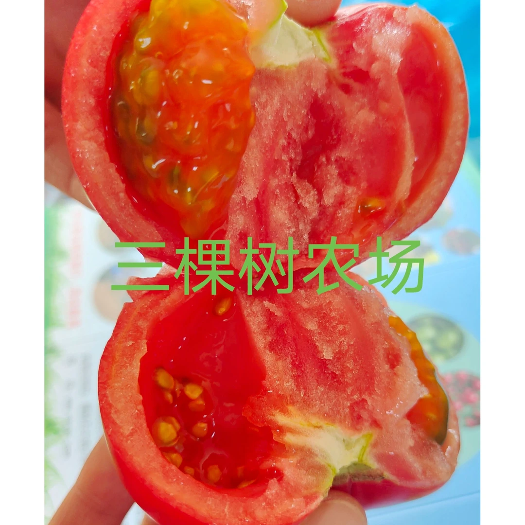 泰山七仙女草莓番茄三棵树农场自产每一口都能吃出儿时的番茄味道