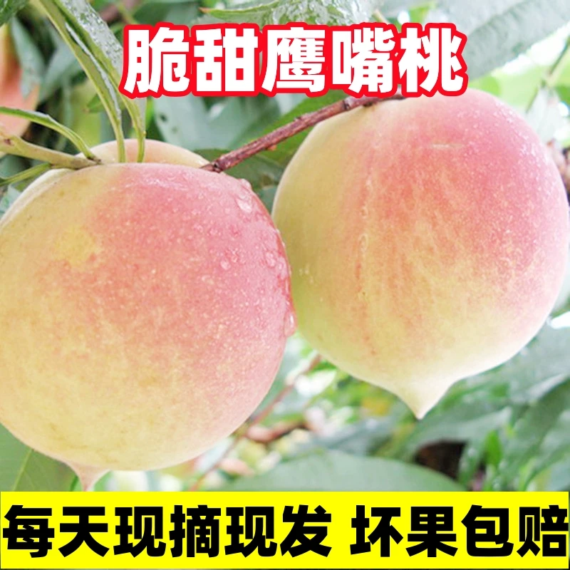 【脆甜】高山鹰嘴桃现摘新鲜当季桃子5斤整箱包邮非连平云南