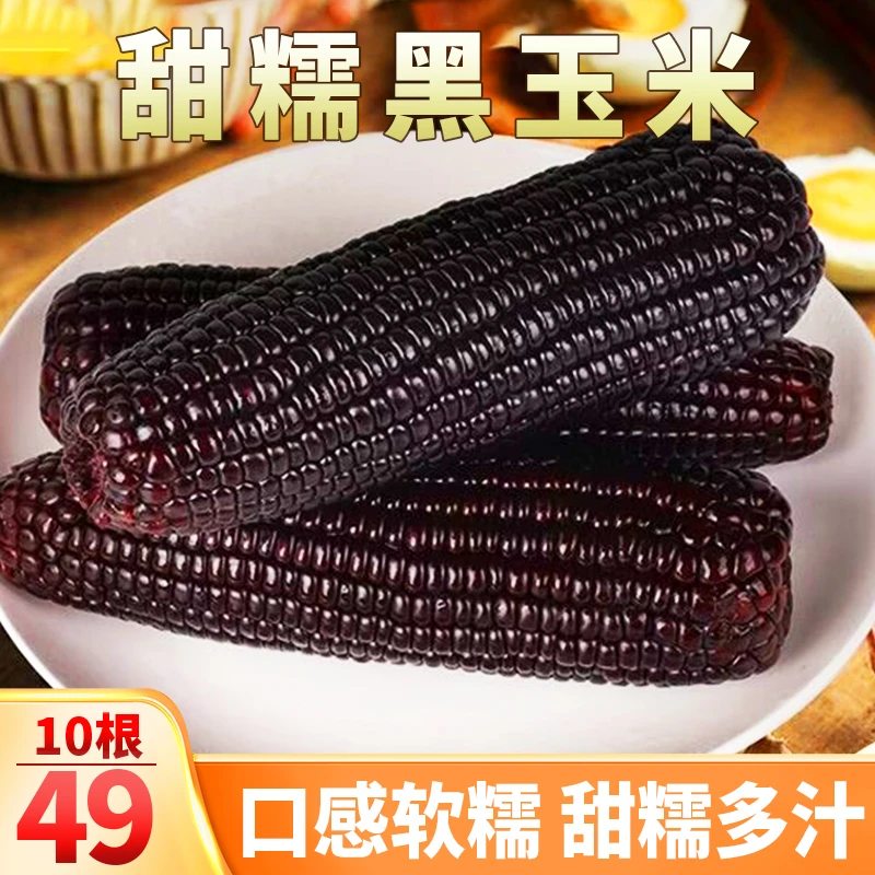【49元到手10根】新鲜黑糯玉米 健康粗粮 营养丰富好吃220-260g/根