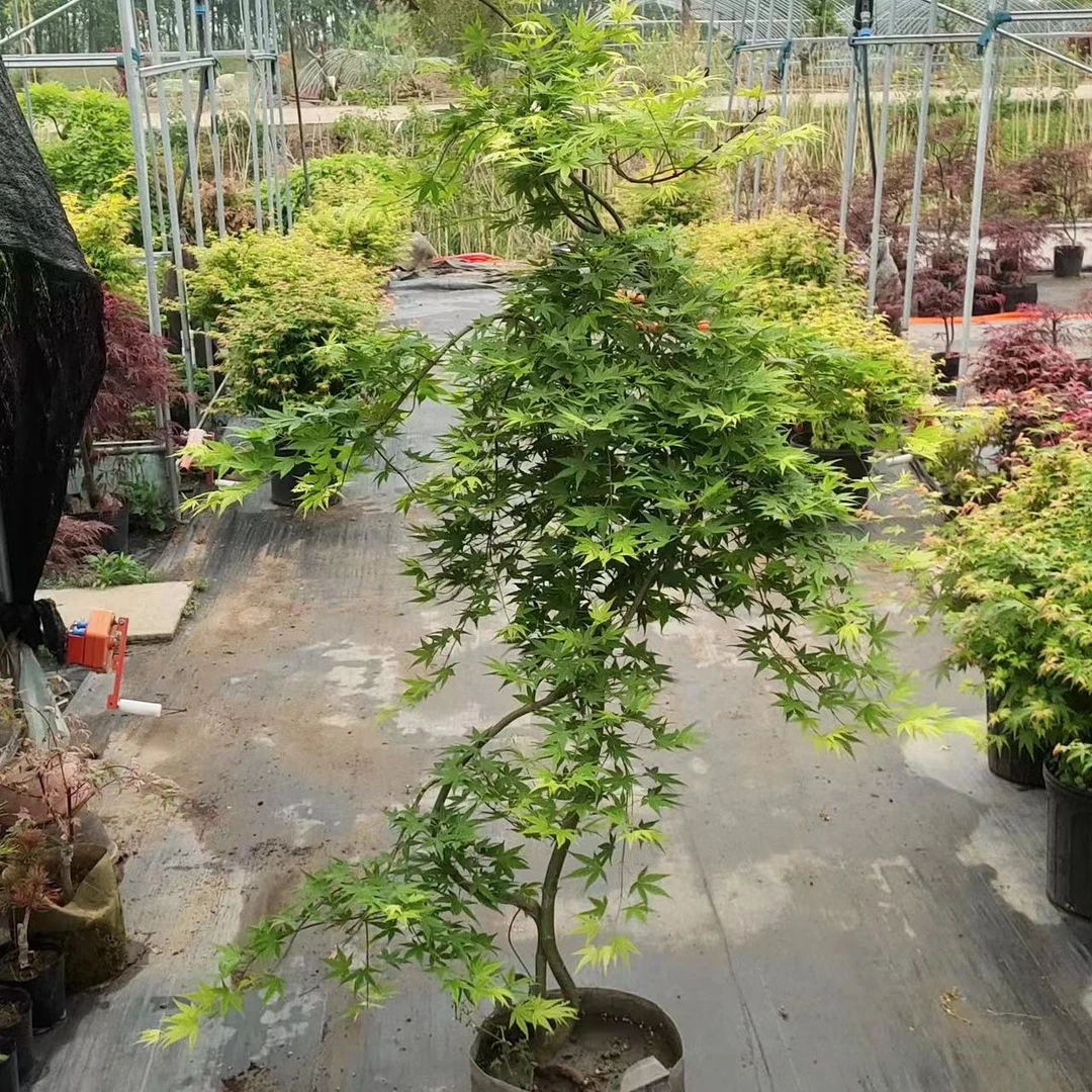 品种枫 一物一拍