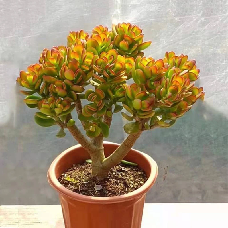 超大姬红花月 木质化树形老桩多年生粗桩好养活玉树阳台庭院绿植