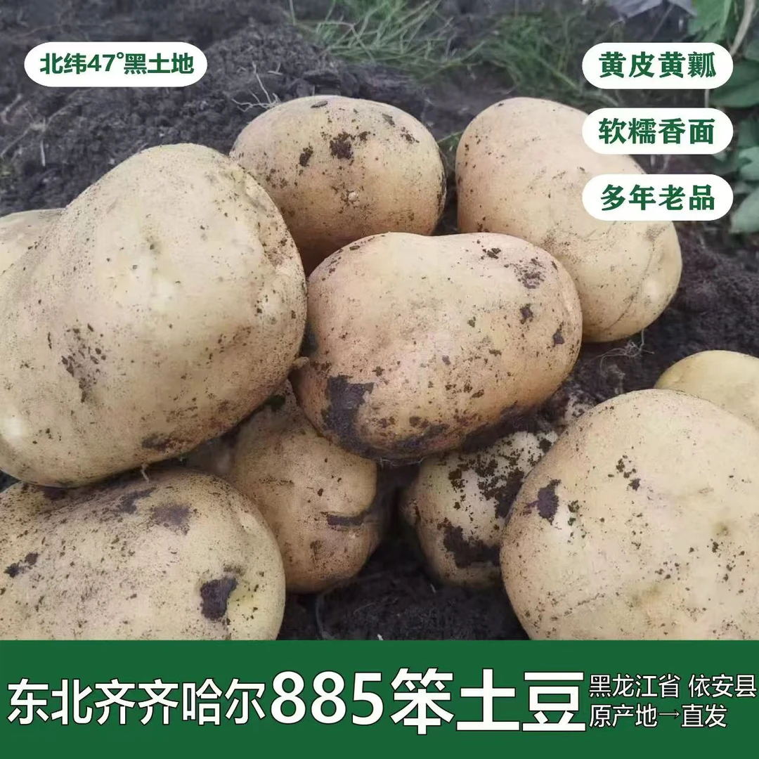 黑龙江黄皮黄瓤885土豆 5斤起黑土地正宗马铃薯 粉糯香面多年老品