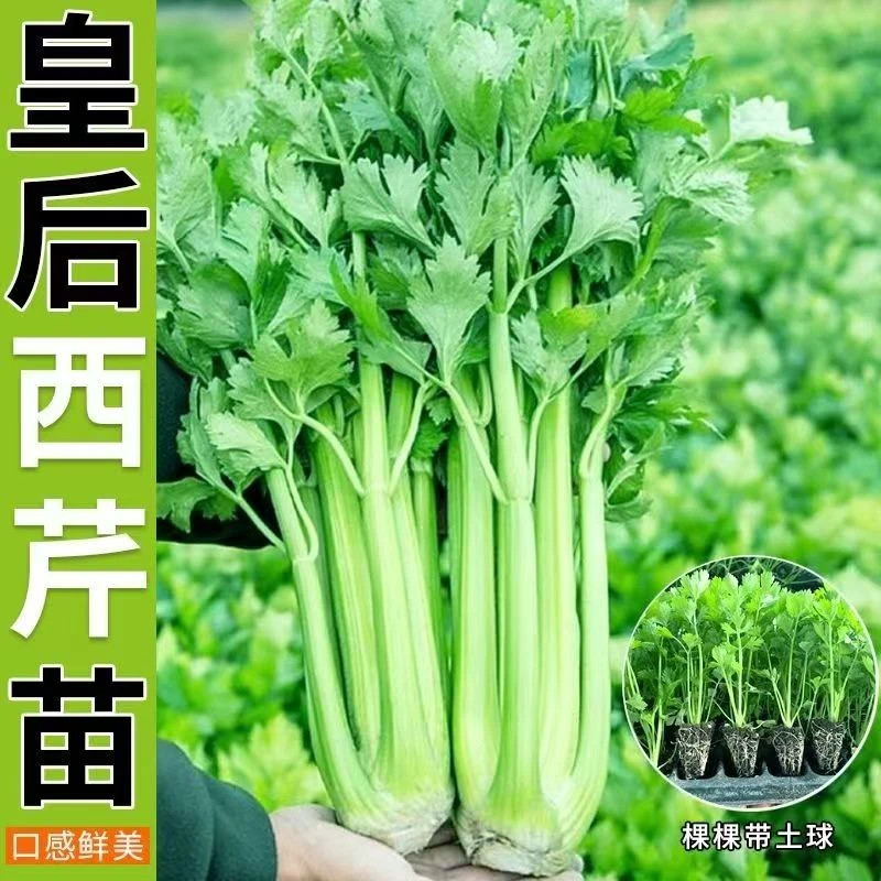 芹菜苗四季芹菜苗皇后大西芹苗秧苗玻璃脆芹菜苗香芹苗高产蔬菜苗