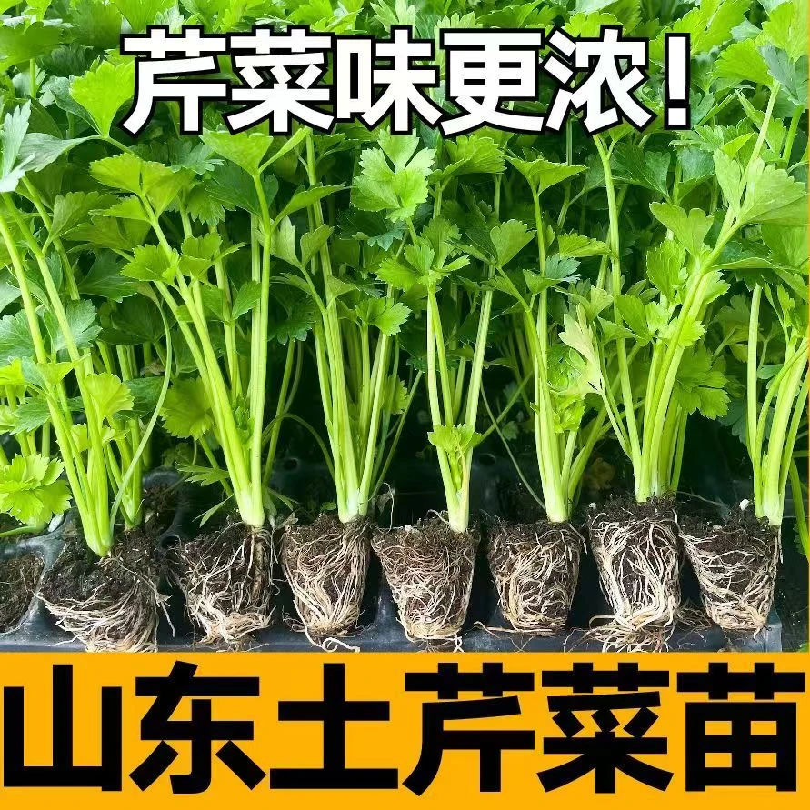 山东土芹菜秧苗带土发货四季小香芹皇后西芹种子春秋盆栽籽