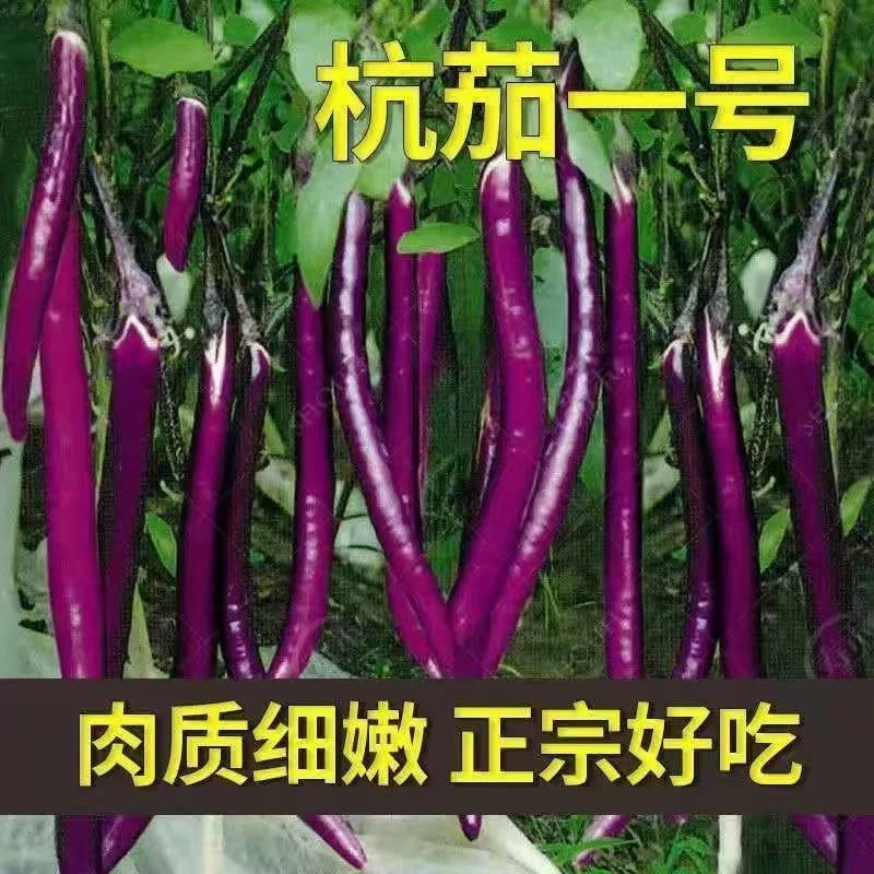 杭茄一号长茄种子苗特大线茄茄子大全秧四季菜蔬菜种籽秧苗子茄苗