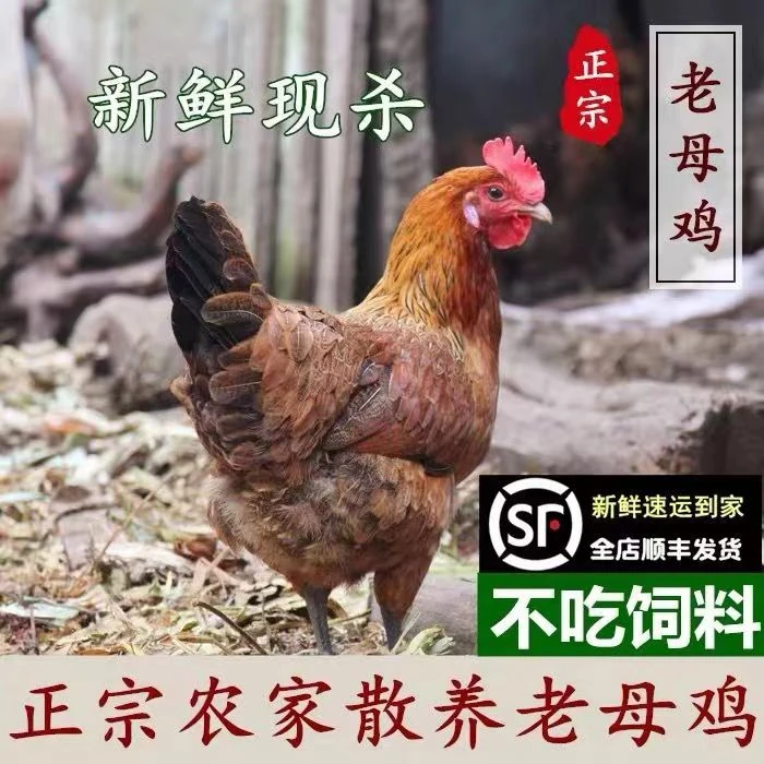 正宗土鸡老母鸡新鲜现杀农家散养整只苏北走地鸡笨鸡黄油月子鸡