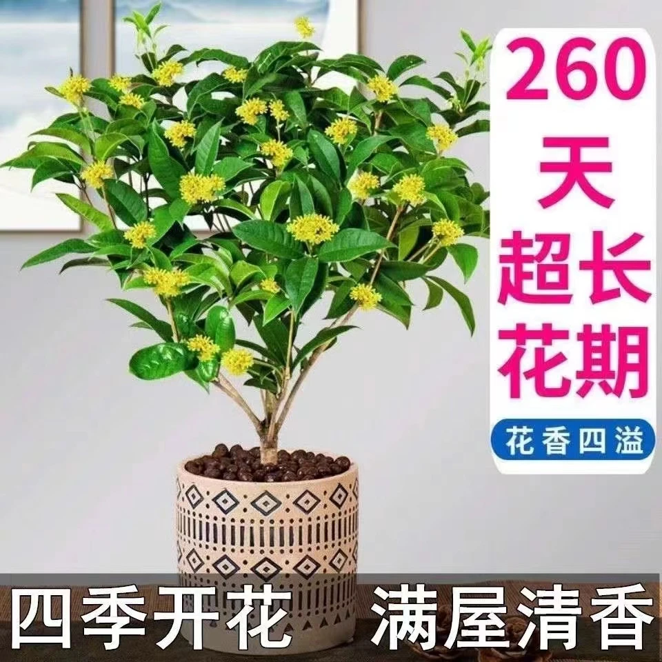 盆栽四季桂花树月月桂开花带香味阳台室内外好养易活庭院花卉绿植