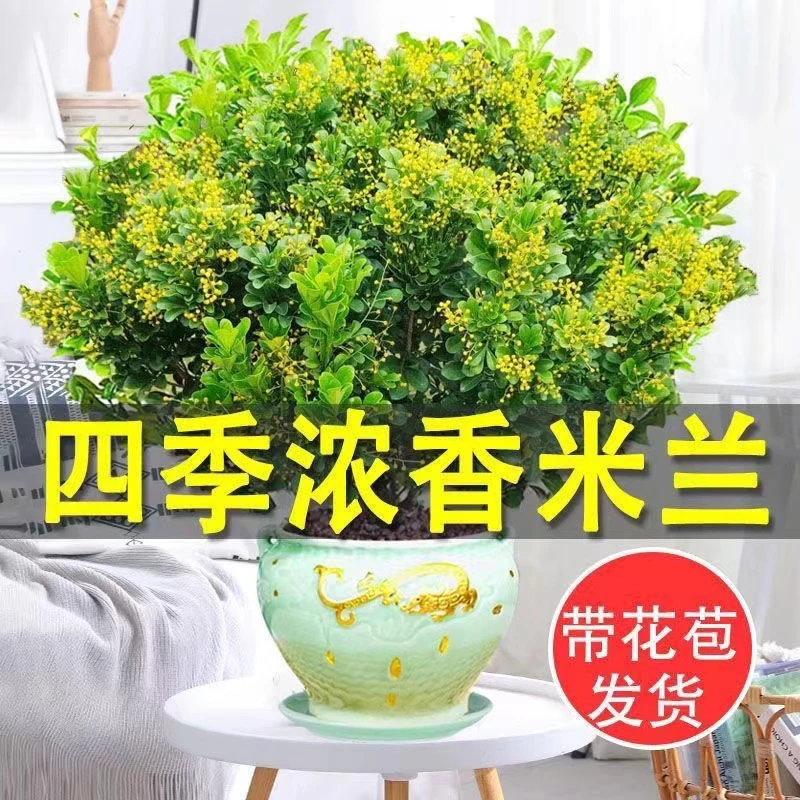 带花苞香水米兰花盆栽花卉植物四季开花浓香好养老桩盆景驱蚊绿植