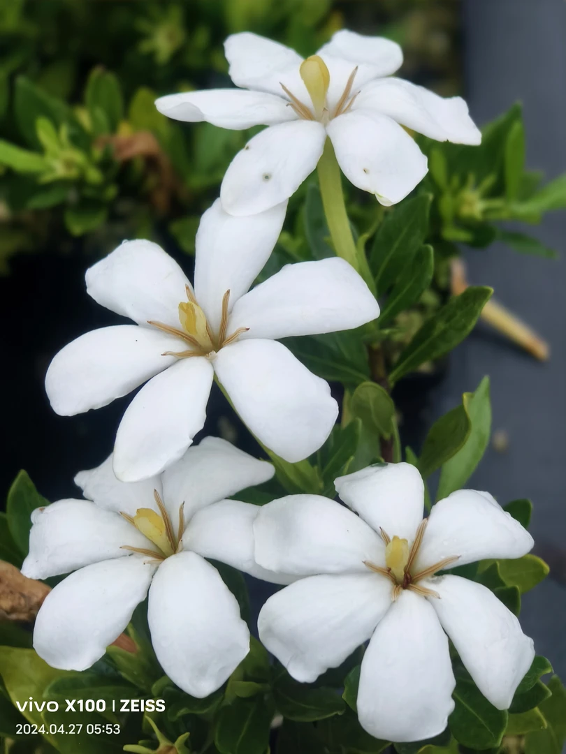 菊芯栀子花浓香栀子花阳台庭院花卉绿植盆栽植物
