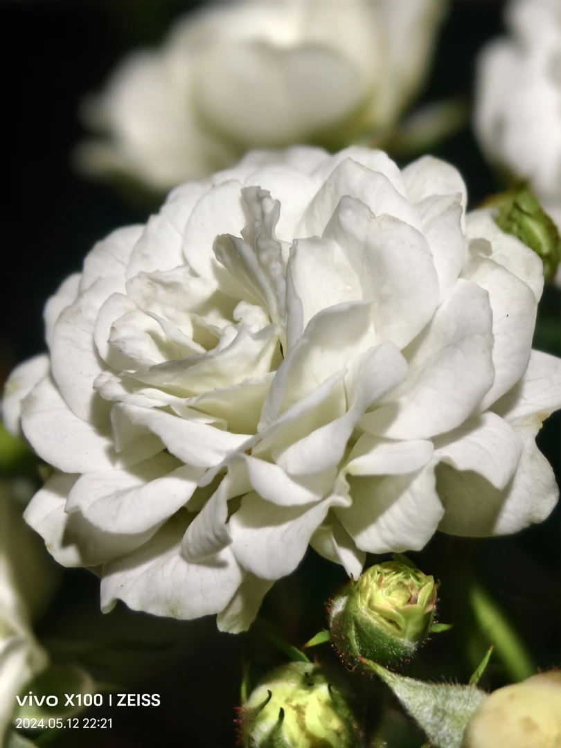 斑云栀子花 浓香重瓣栀子花 阳台庭院绿植花卉盆栽