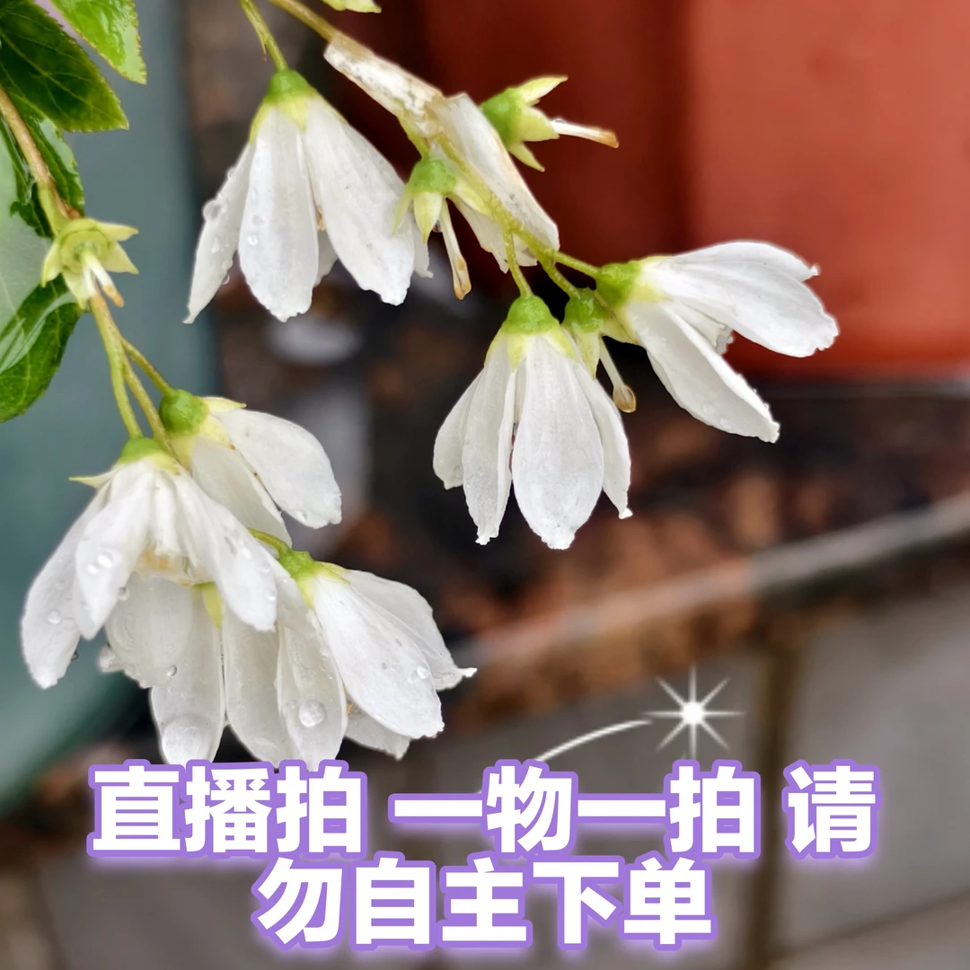 直播间一物一拍四季花卉盆景绿植不要自主下单