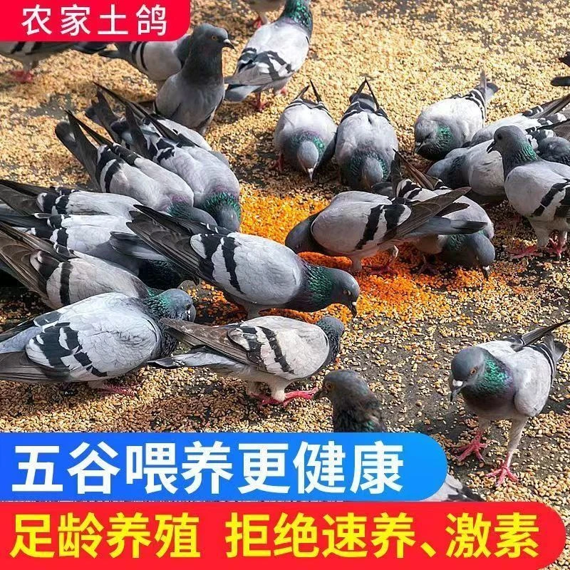 【今日推荐】新鲜带头带爪现杀农家散养土鸽鸽子现杀便宜批发