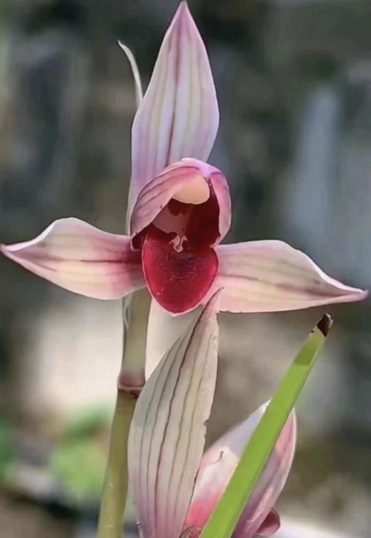 莲瓣兰红艳红素型室内好养易活绿植花卉盆栽