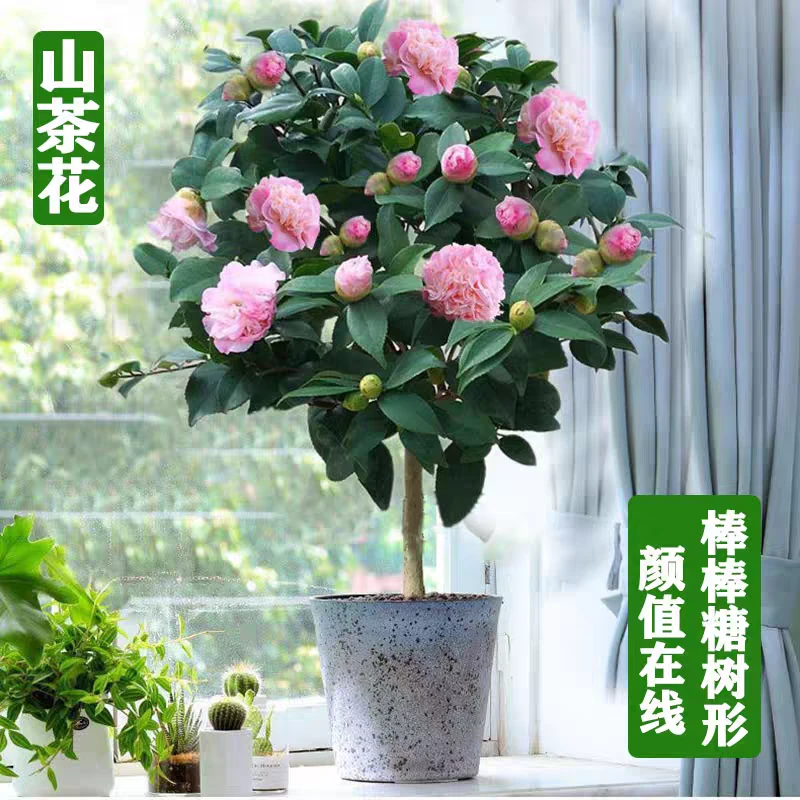 香妃茶花树粉色浓香大花耐寒带花苞原盆原土发货养护开花种植生长