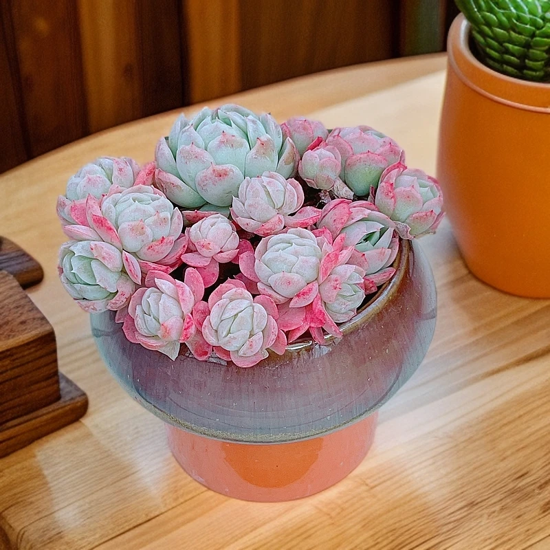 9# 粉贝瑞群生新手多肉植物多肉花卉盆栽精品多肉