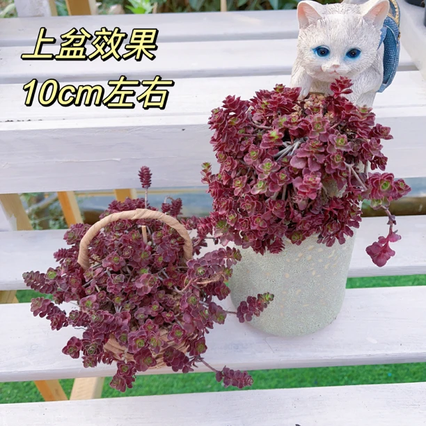 小球玫瑰精品多肉植物红色多肉藤蔓多肉夏天好养多肉