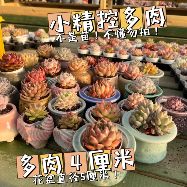 【新粉福利】12颗小精控精养多肉品种多样不指定