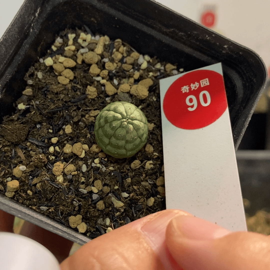 实生欧系斑马布纹球杂交1.5cm