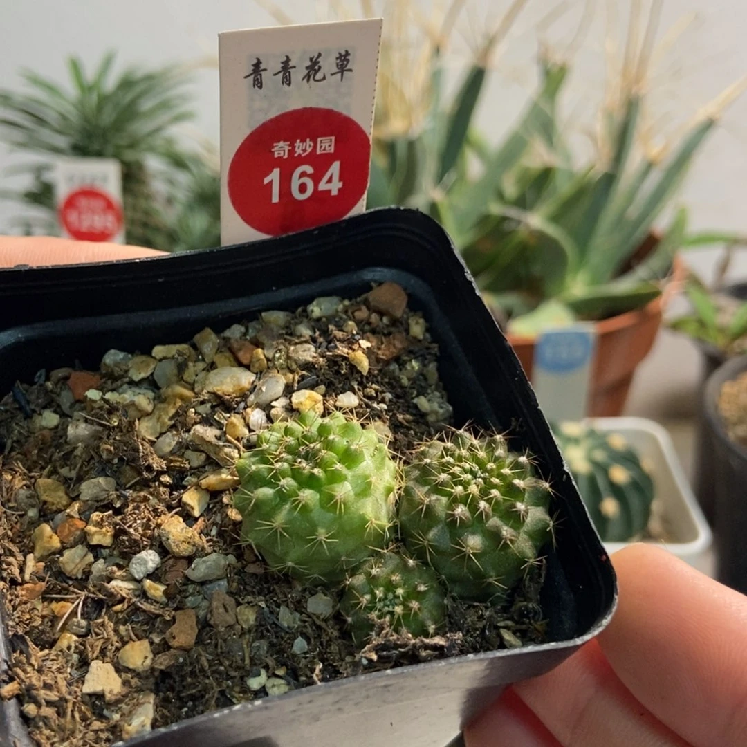 智利球群实生一棵特价