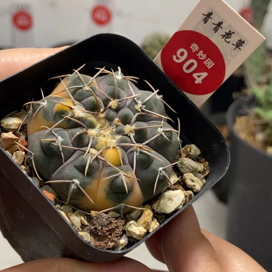 实生三刺锦4.1cm