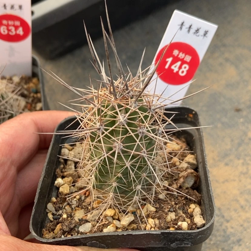 【闪购商品】篝火虾