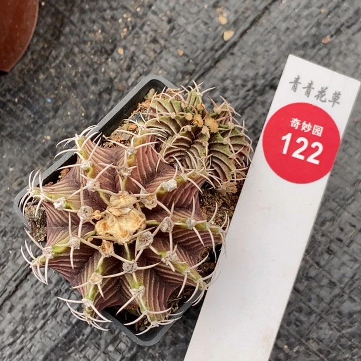 双头肋骨牡丹一颗仙人球