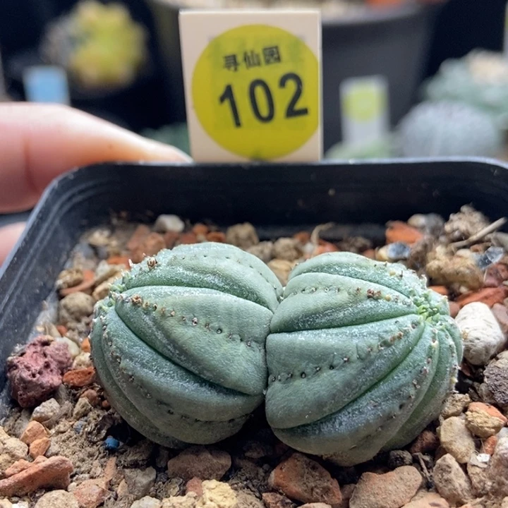 白肌布纹球自根双头