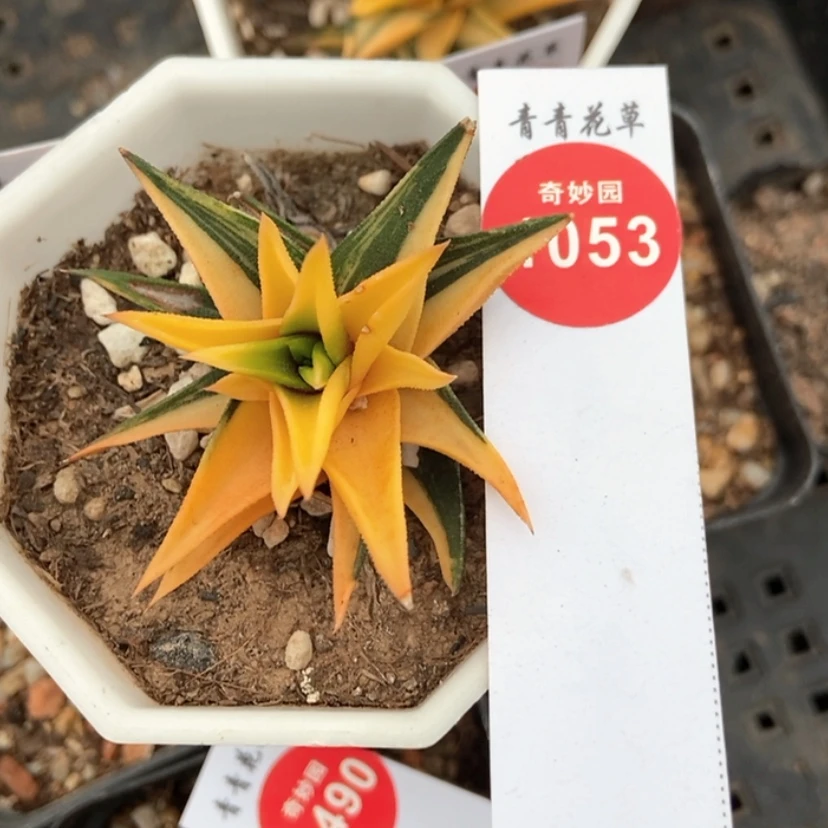 【闪购商品】象牙塔锦