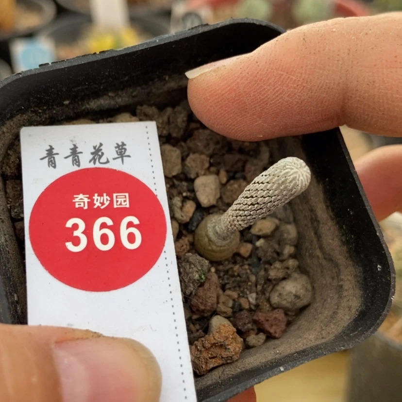 【闪购商品】实生四年精巧丸