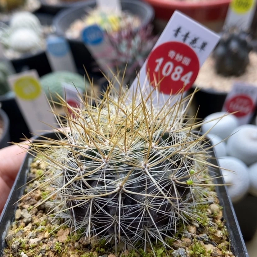 【闪购商品】实生优选逆龙丸4.1cm