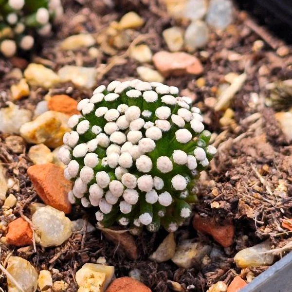 自根松针牡丹仙人球多肉植物乳突花卉绿植室内盆栽阳台秋冬好养