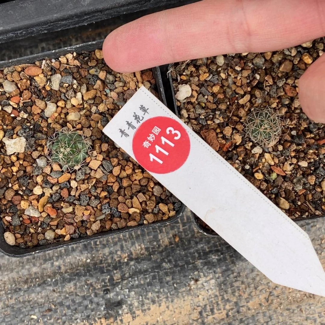 优选草刺娇丽两颗