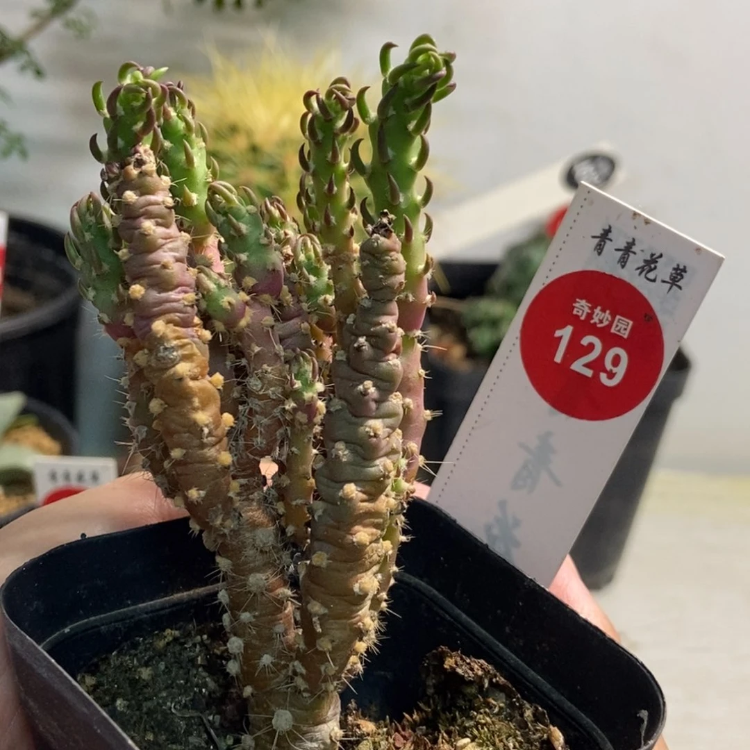登龙团扇一棵仙人球