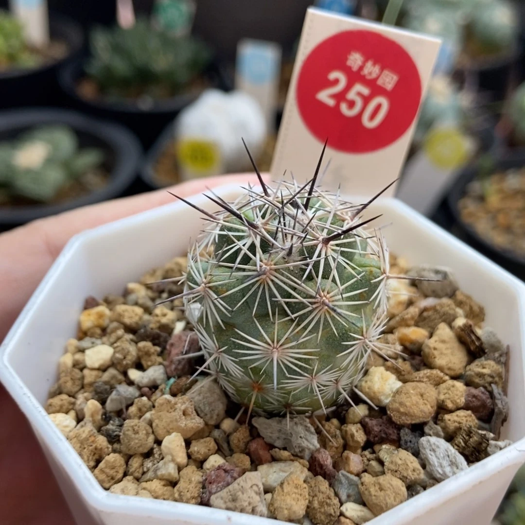 实生圆锥玉都锦非马贼2.6cm有雀斑