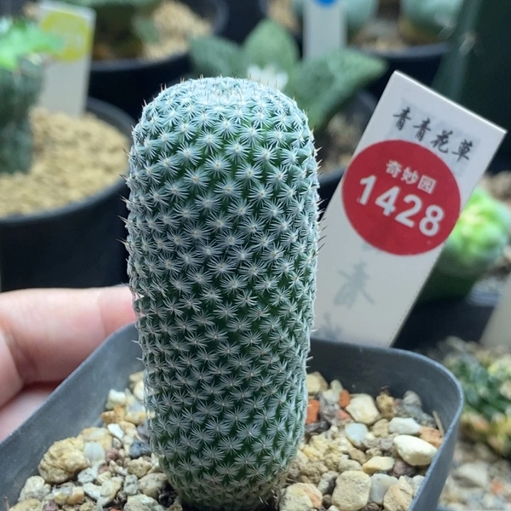 实生日月丸2.7cm