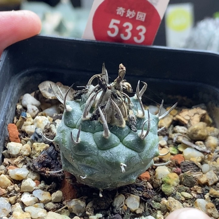 实生碳刺上腊娇丽2.7cm