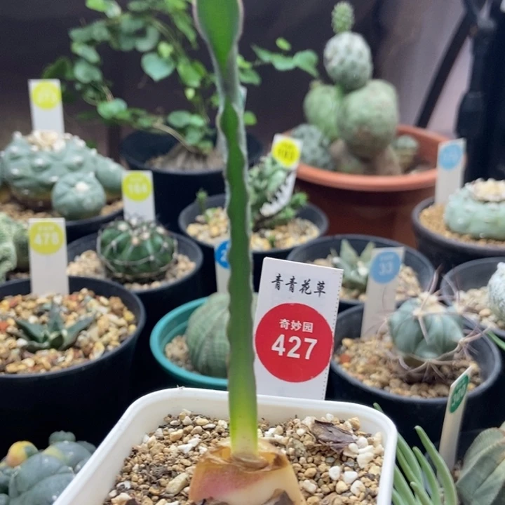 八***曼波叶血莲一颗66988