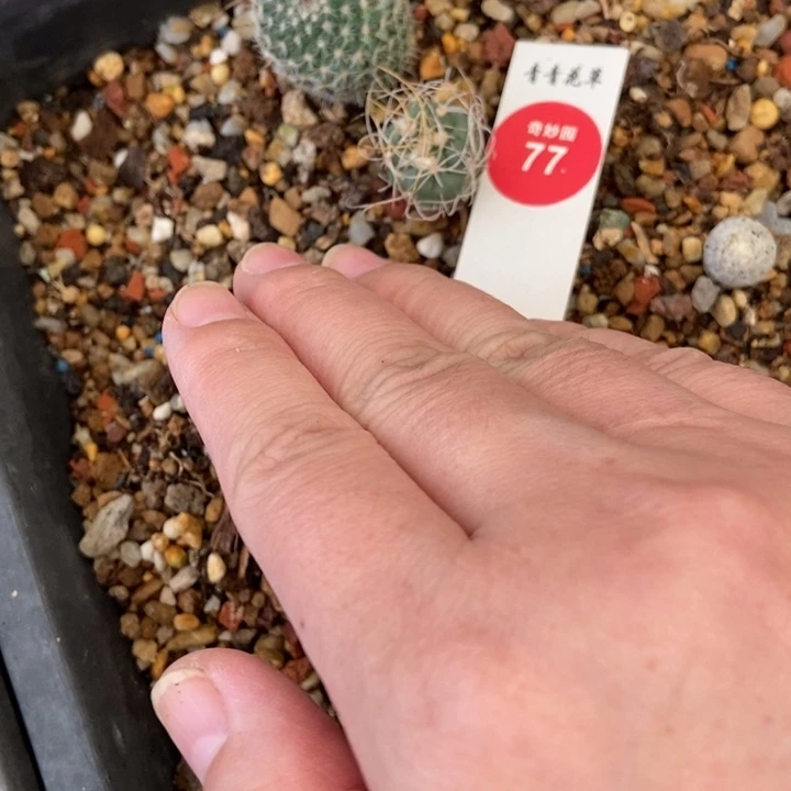 长城丸一颗仙人球